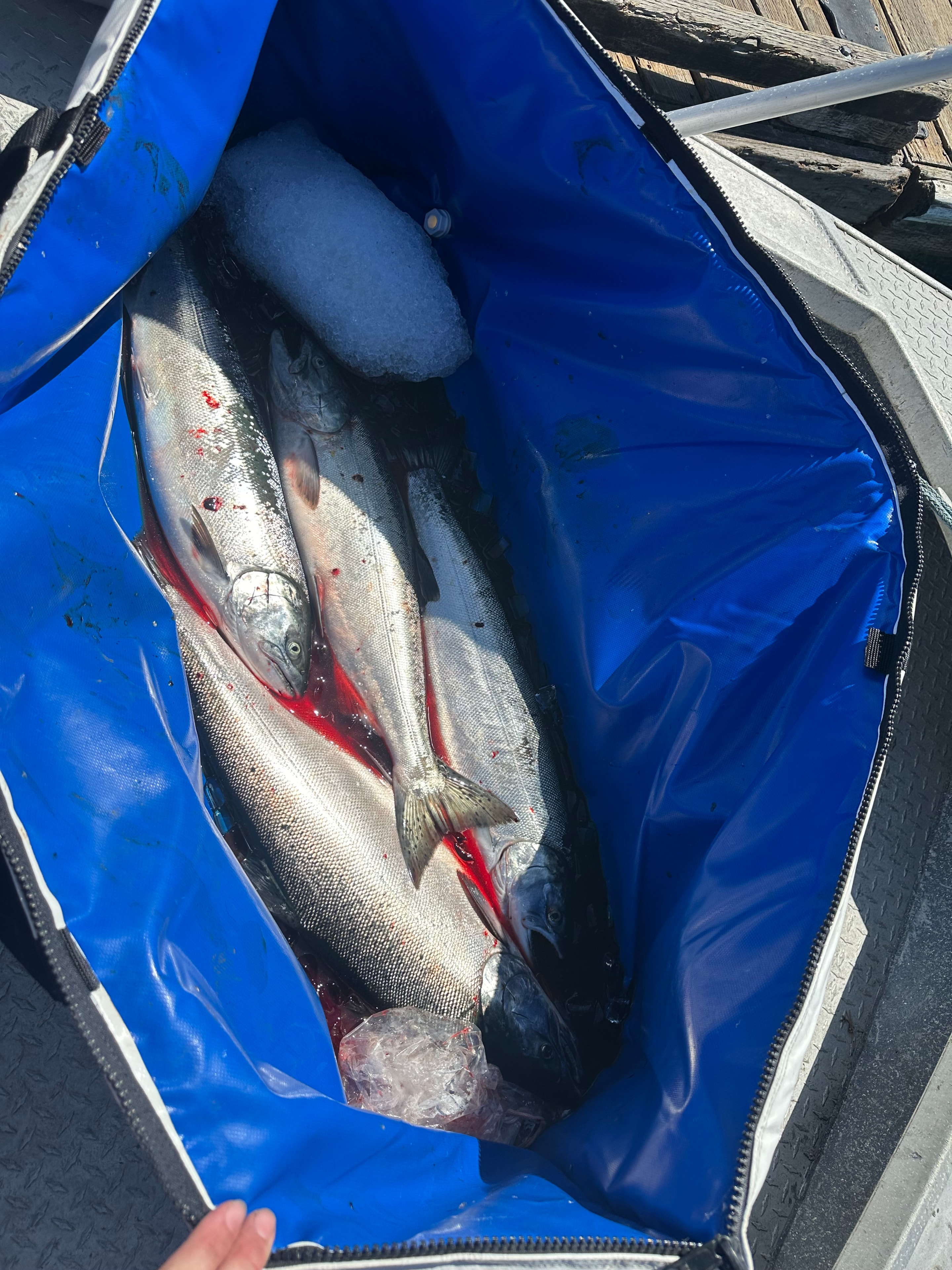 Fresh caught salmon in cooler on the Columbia River