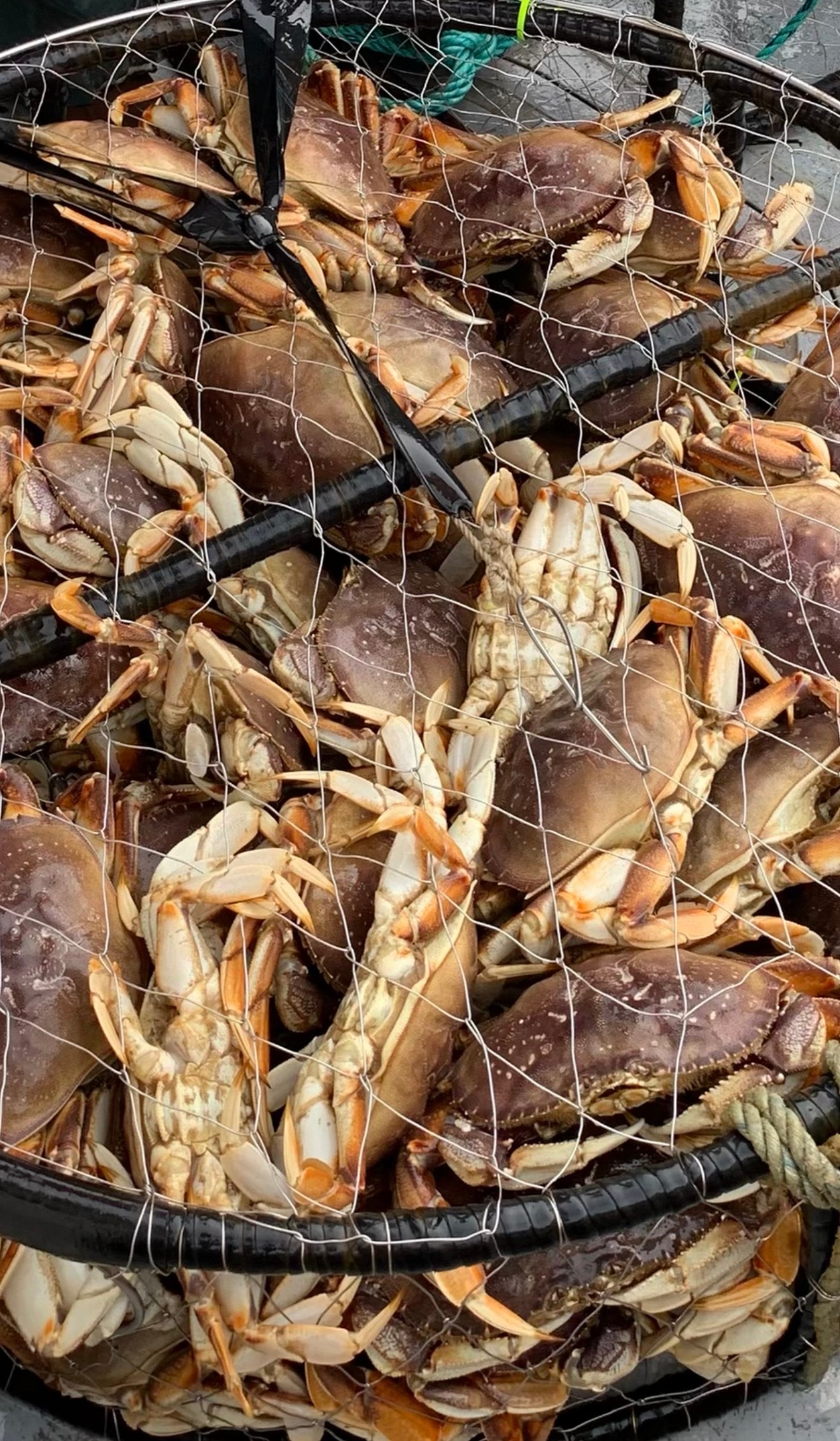 Crab
