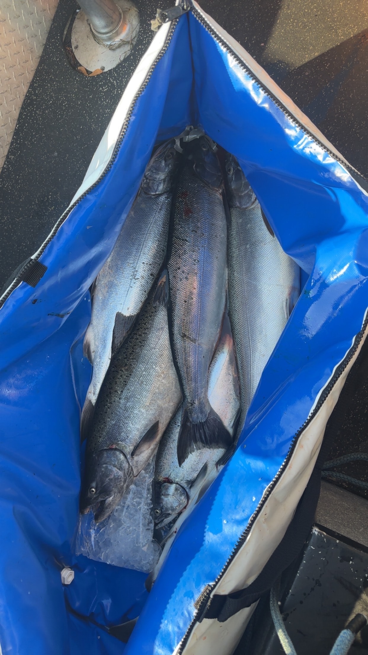 Chinook/Coho Salmon