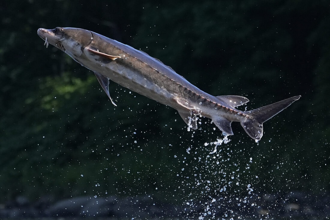 White Sturgeon